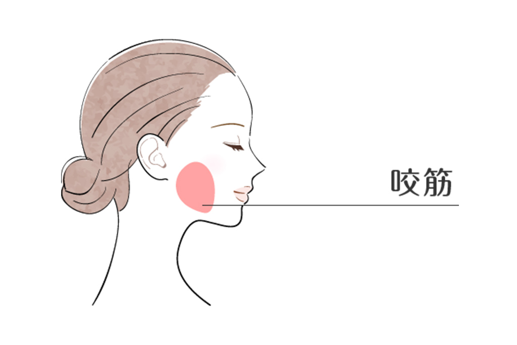 咬筋(顎のエラ部分)